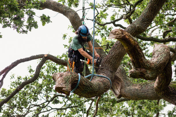 Best Tree Disease Treatment  in Durham, OR